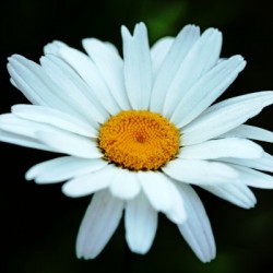 Good Morning Daisy